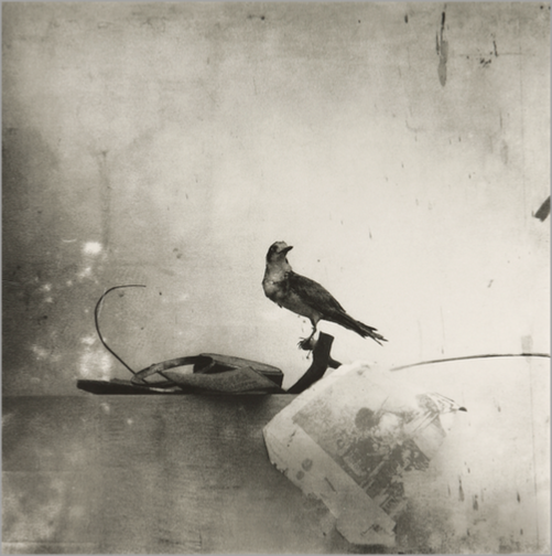 © Manuel Franquelo - Still Life with Bird - 31-Studio Platinum Print