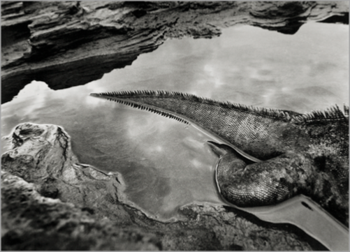 © Sebastião Salgado - Lizard's Tail, Galapagos - GENESIS SERIES - 31-Studio Platinum Print